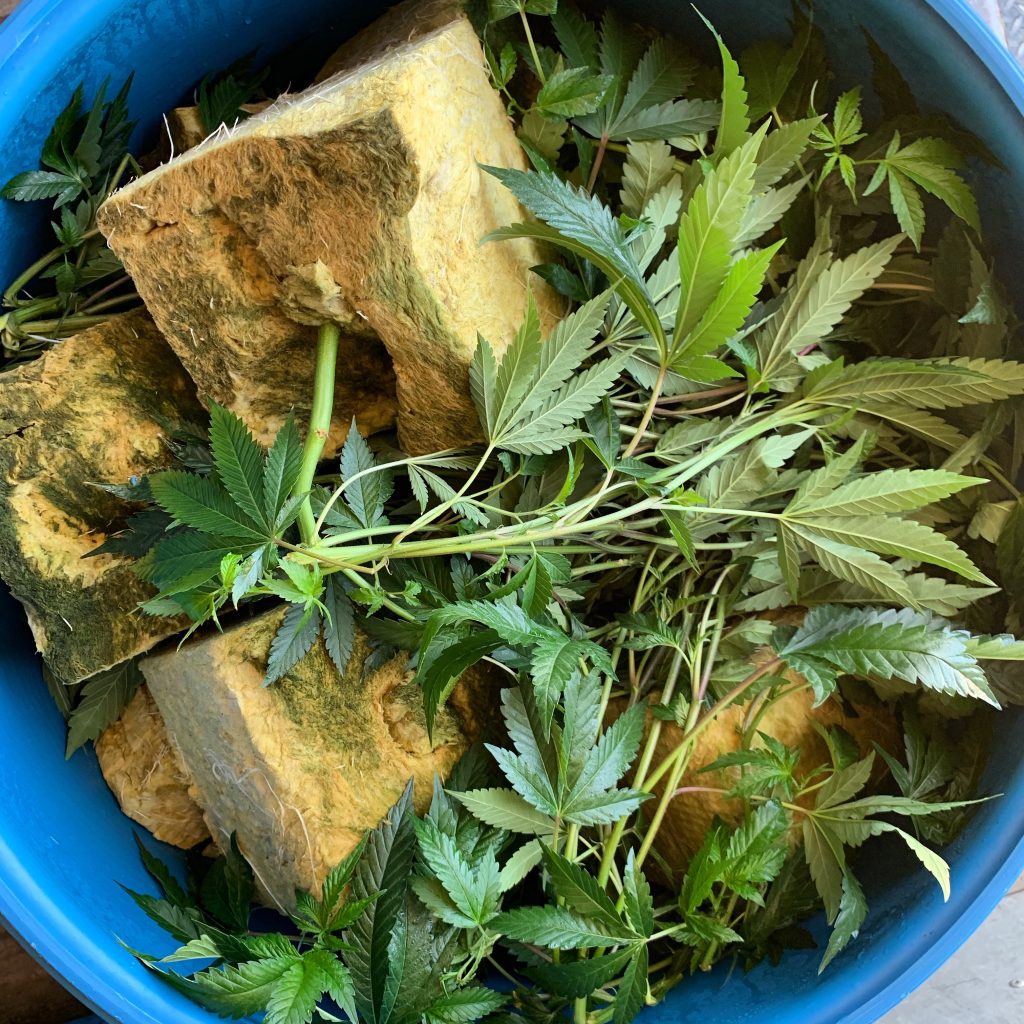Cannabis waste green leaves rockwool